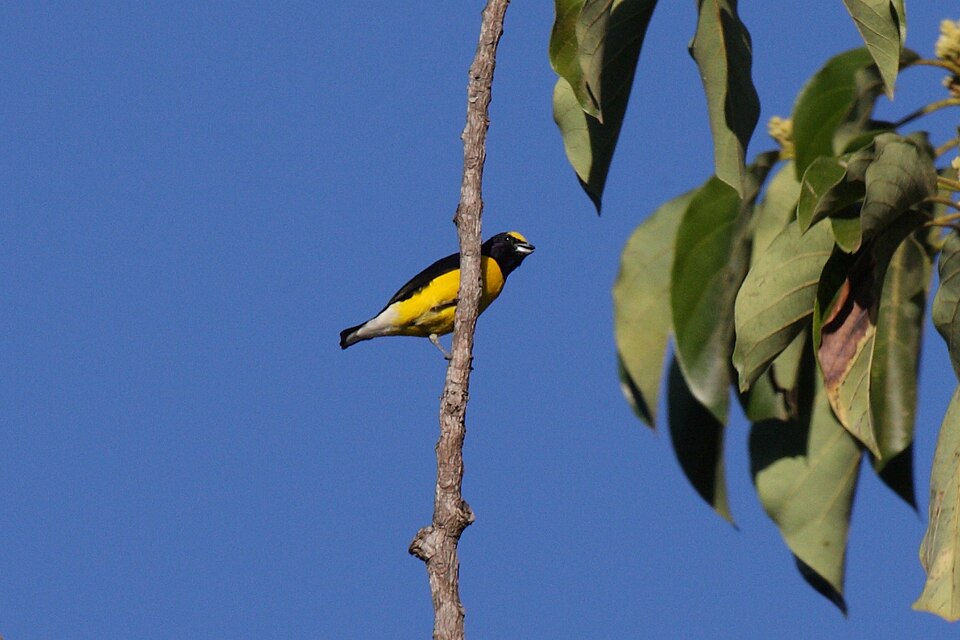 West Mexican Euphonia