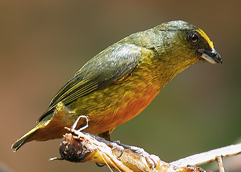 Olive-backed Euphonia