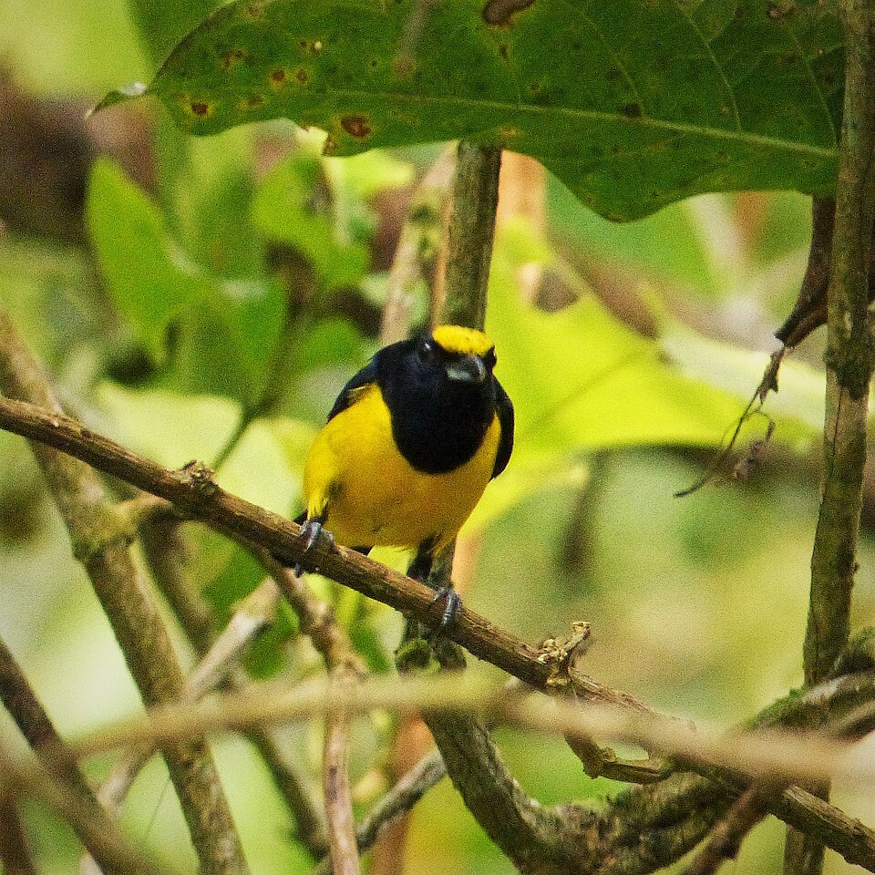 Spot-crowned Euphonia