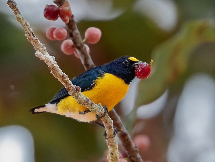White-vented Euphonia