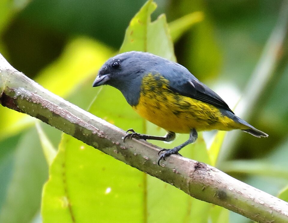 Plumbeous Euphonia
