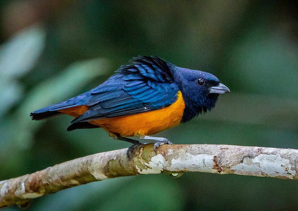 Rufous-bellied Euphonia