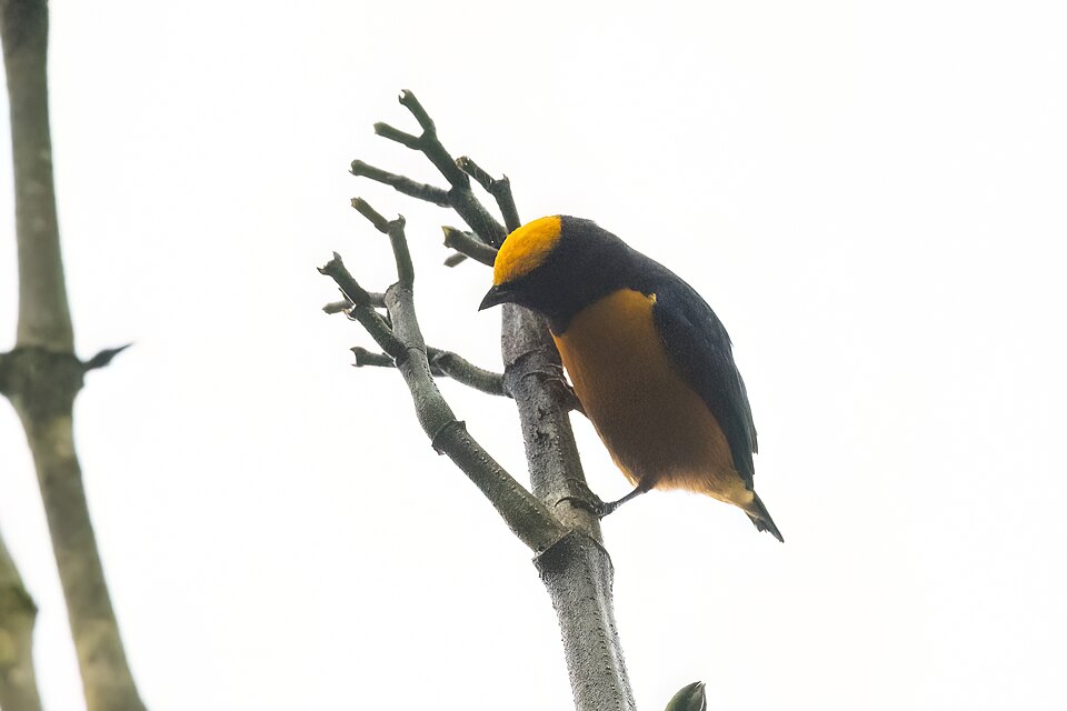 Orange-crowned Euphonia