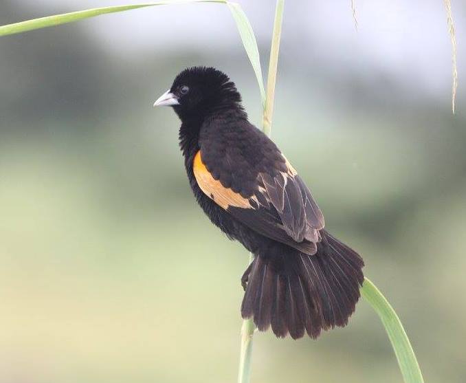 Fan-tailed Widowbird