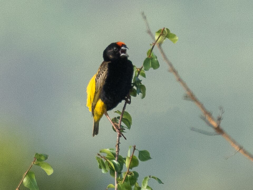 Fire-fronted Bishop