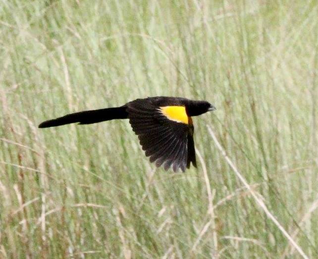 Marsh Widowbird