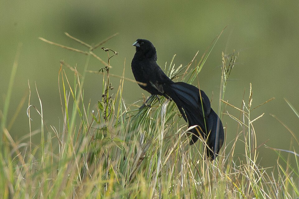 Jackson's Widowbird