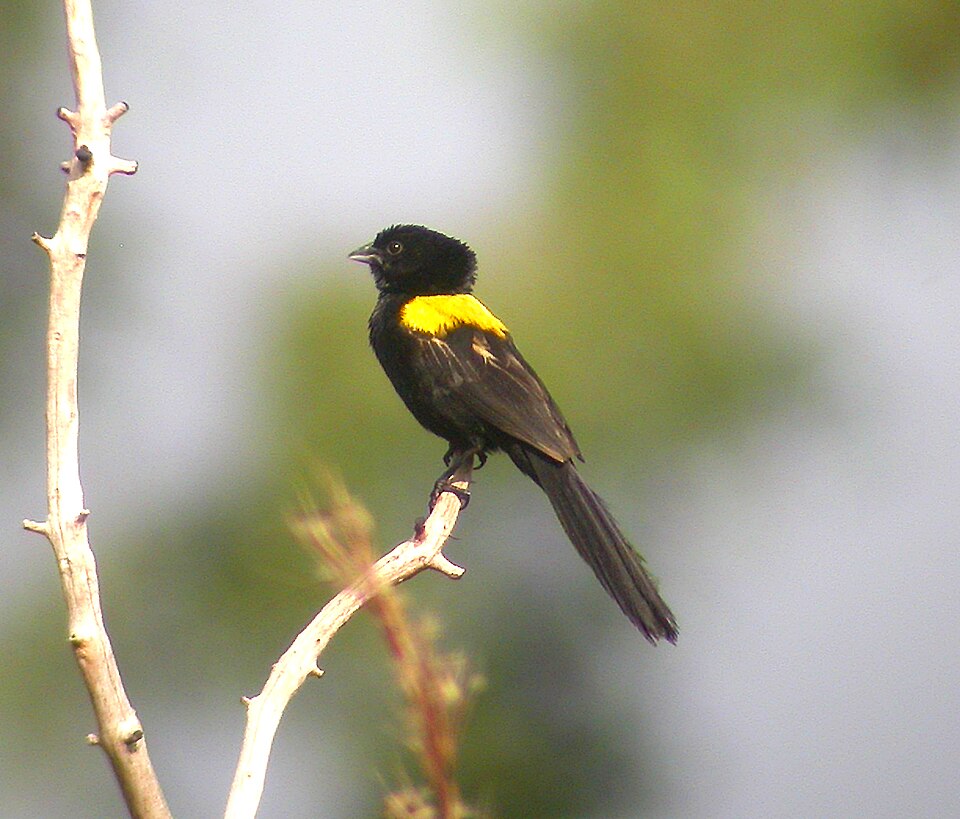 Yellow-mantled Widowbird