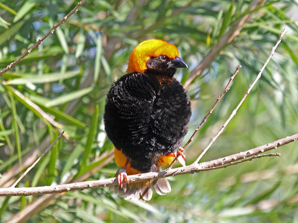 Zanzibar Red Bishop