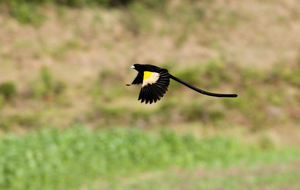 Montane Widowbird