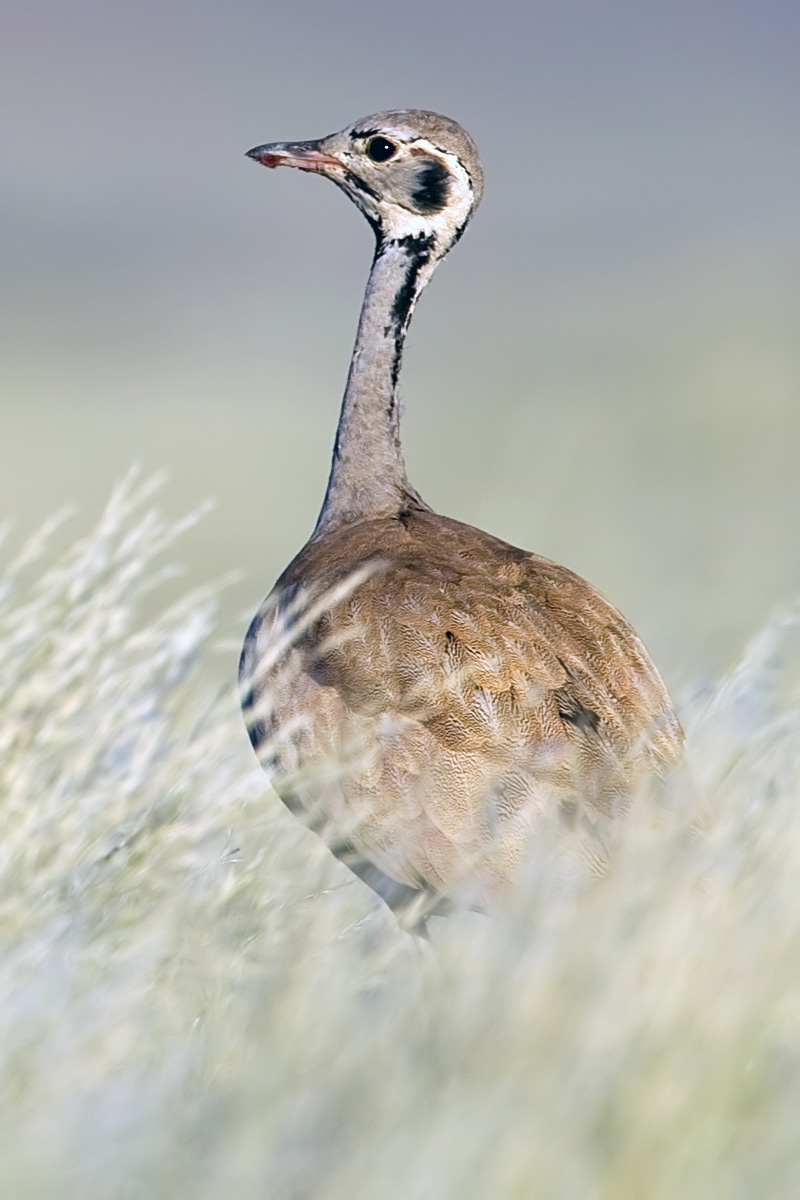 Rüppell's Korhaan