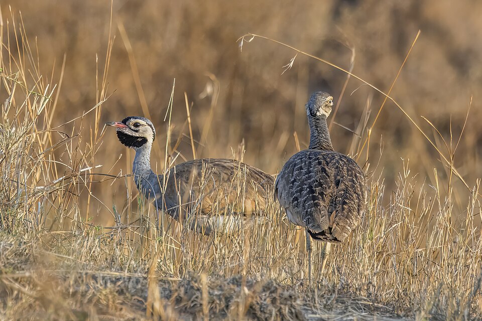 White-bellied Bustard