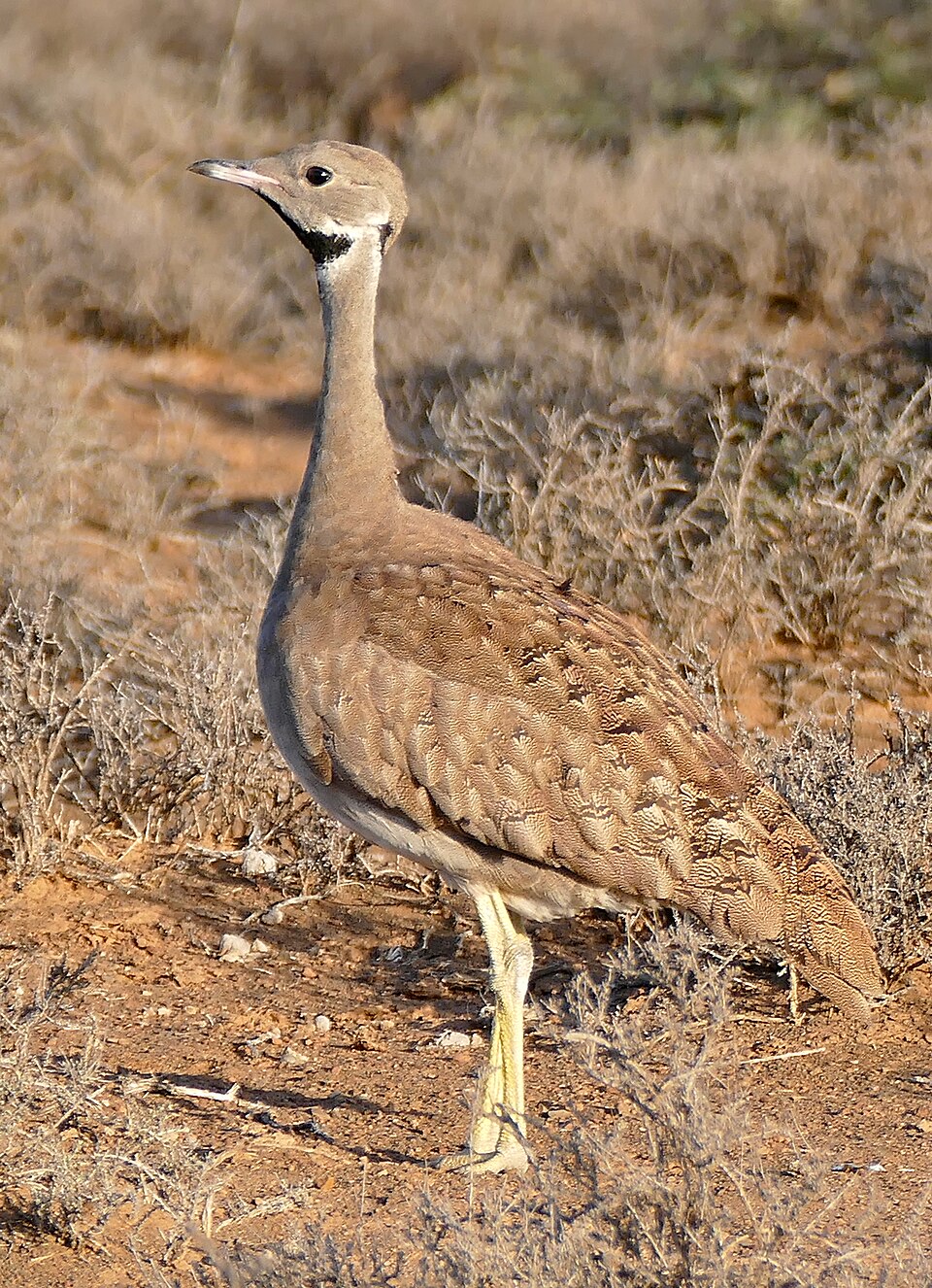 Karoo Korhaan