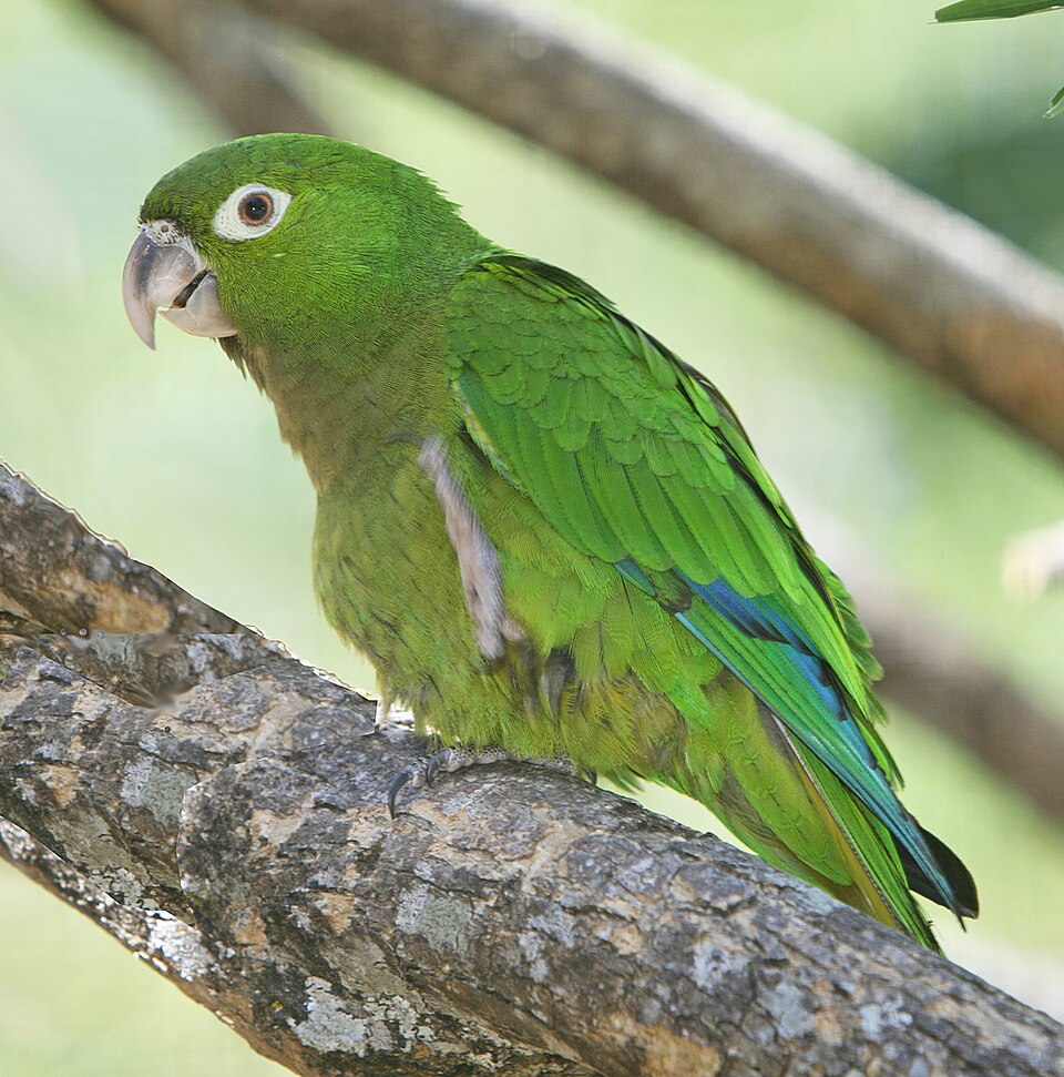 Olive-throated Parakeet