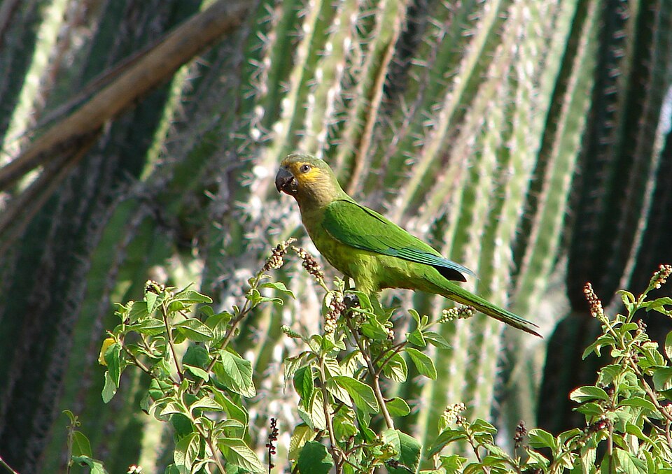 Brown-throated Parakeet