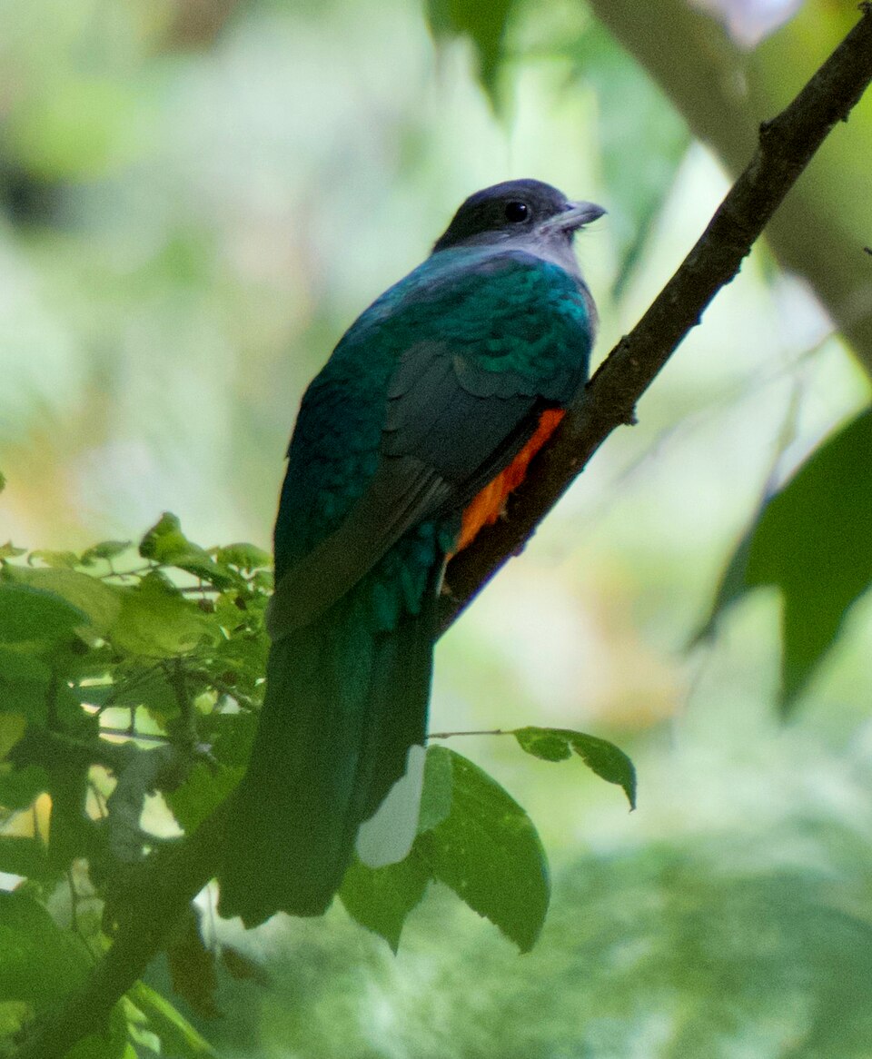 Eared Quetzal