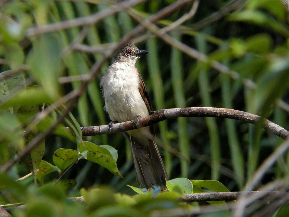 Puff-backed Bulbul