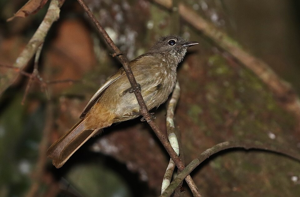 Ansorge's Greenbul