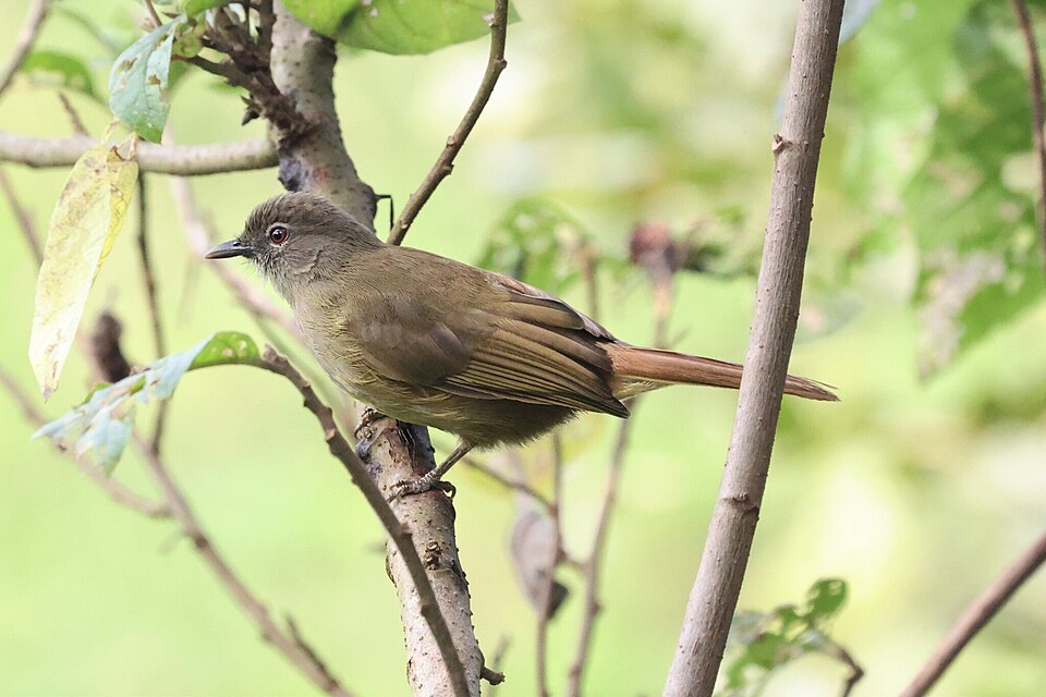 Plain Greenbul
