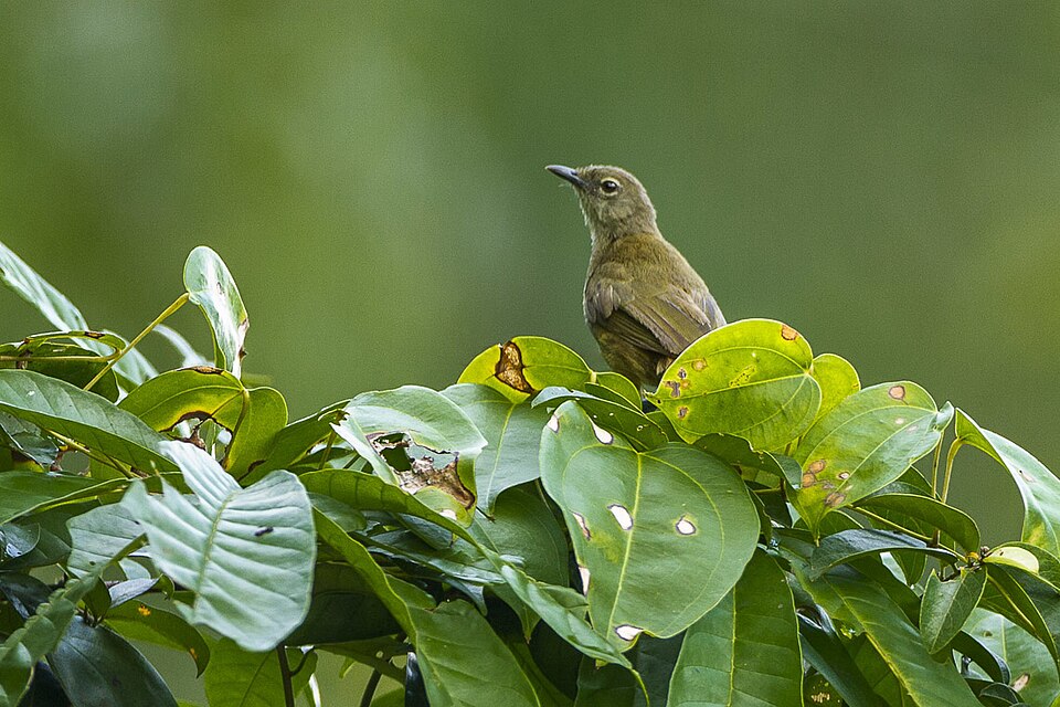 Little Grey Greenbul