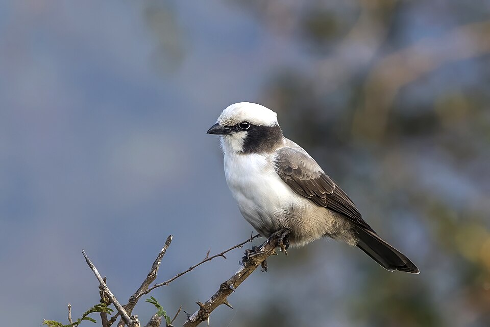 Southern White-crowned Shrike