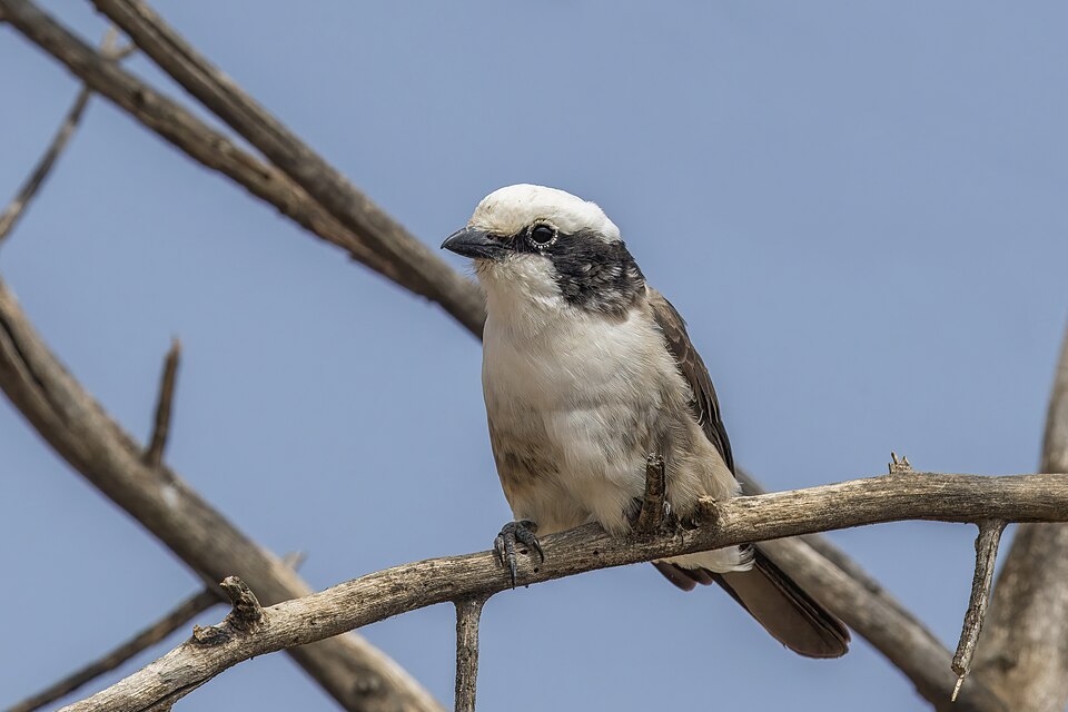 Northern White-crowned Shrike