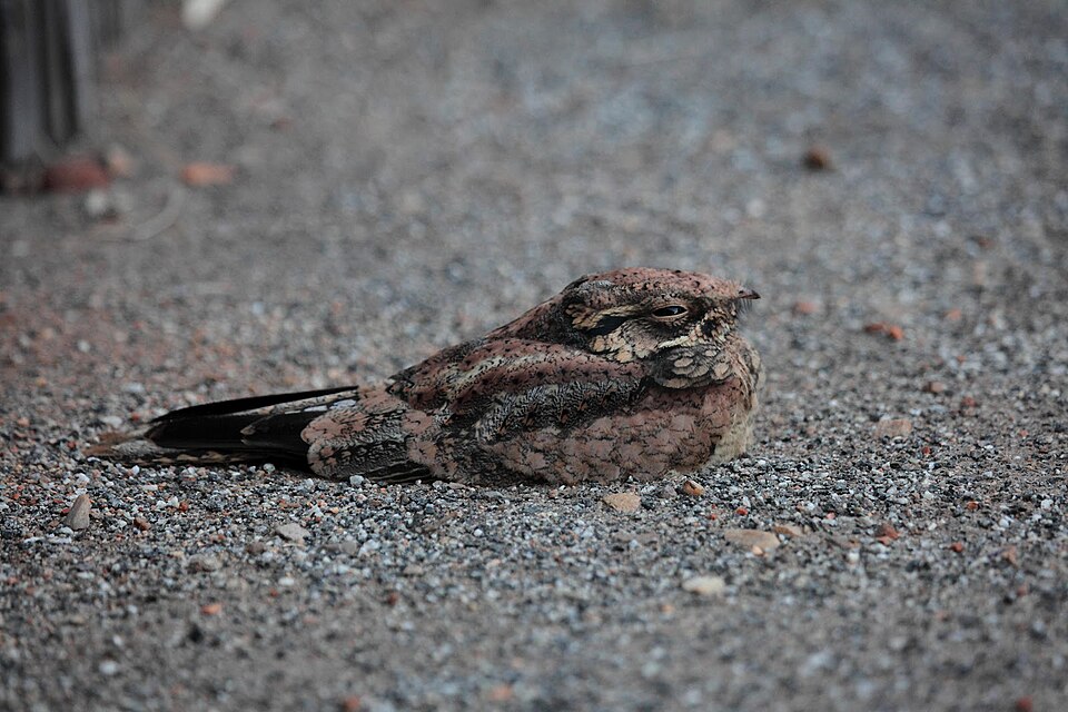 Spotted Nightjar