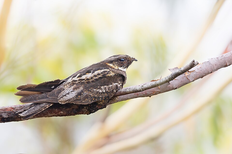 White-throated Nightjar