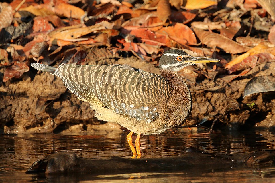 Sunbittern