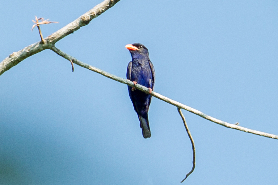 Azure Dollarbird