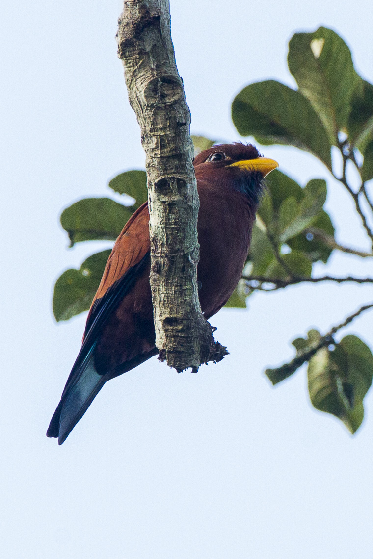 Blue-throated Roller