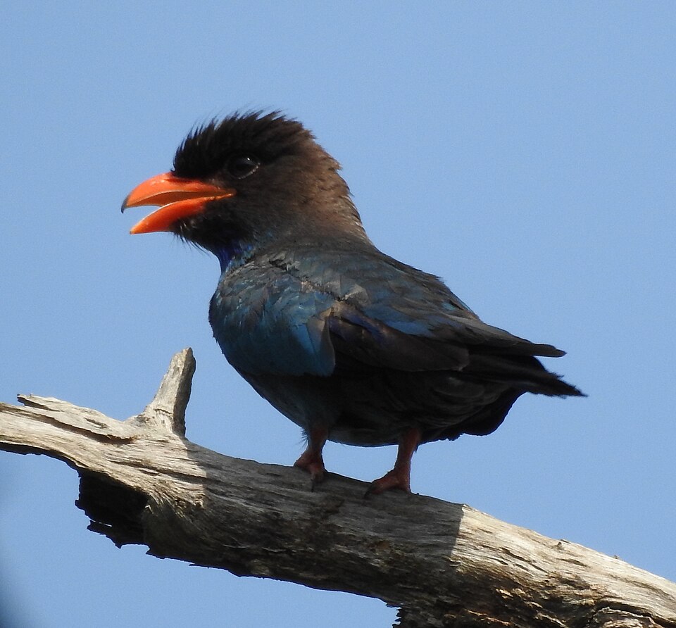 Oriental Dollarbird