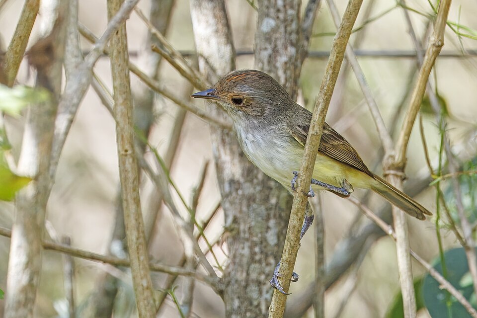 Tawny-crowned Pygmy Tyrant