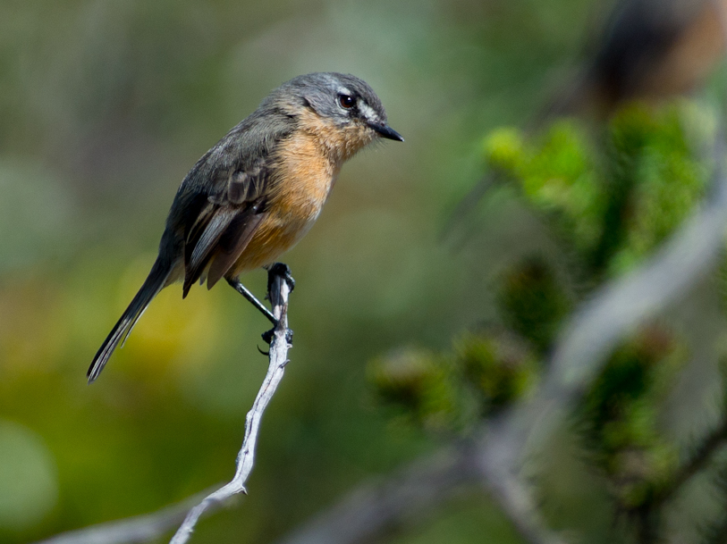 Rufous-sided Pygmy Tyrant
