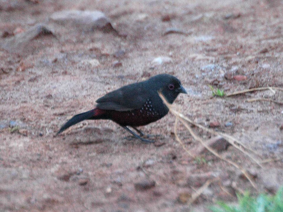 Dusky Twinspot