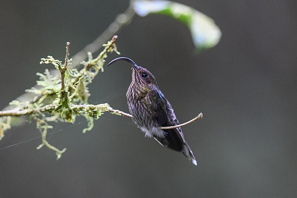 White-tipped Sicklebill
