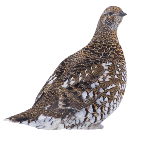 Siberian Grouse