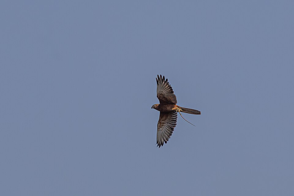 Fox Kestrel