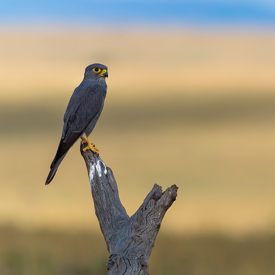 Grey Kestrel