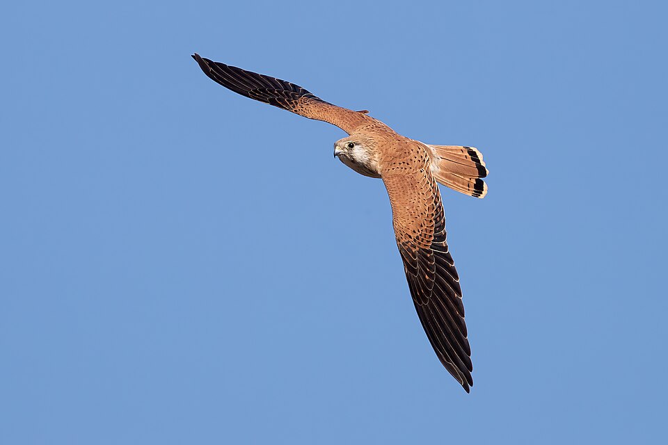 Nankeen Kestrel