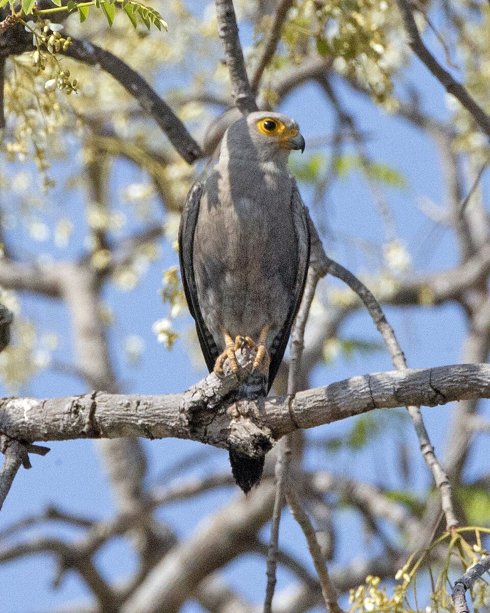 Dickinson's Kestrel