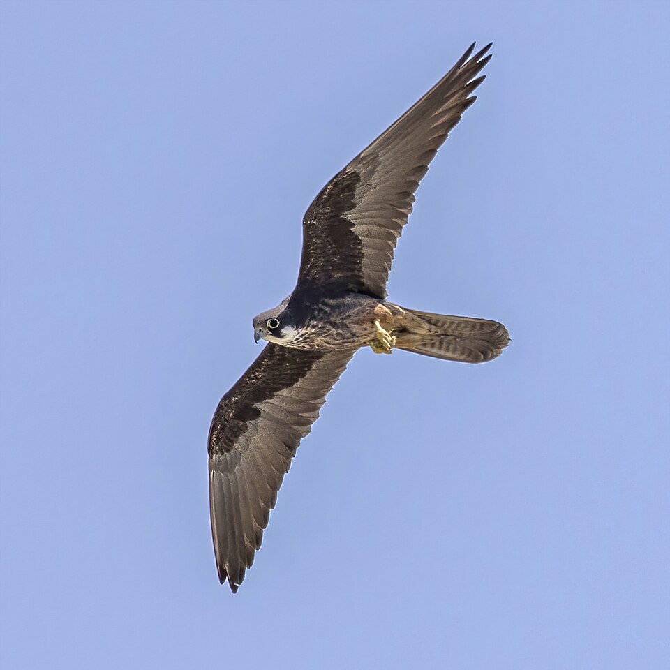 Eleonora's Falcon