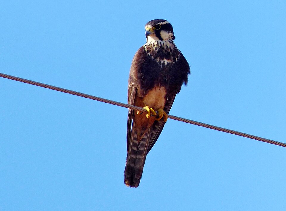 Aplomado Falcon