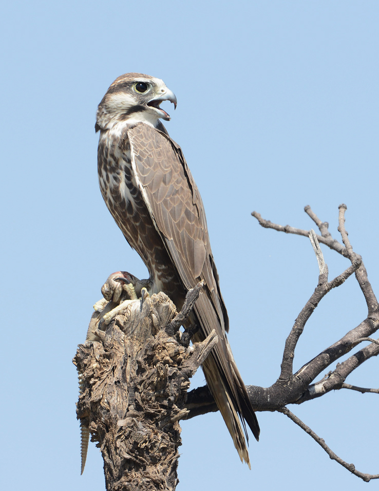 Laggar Falcon