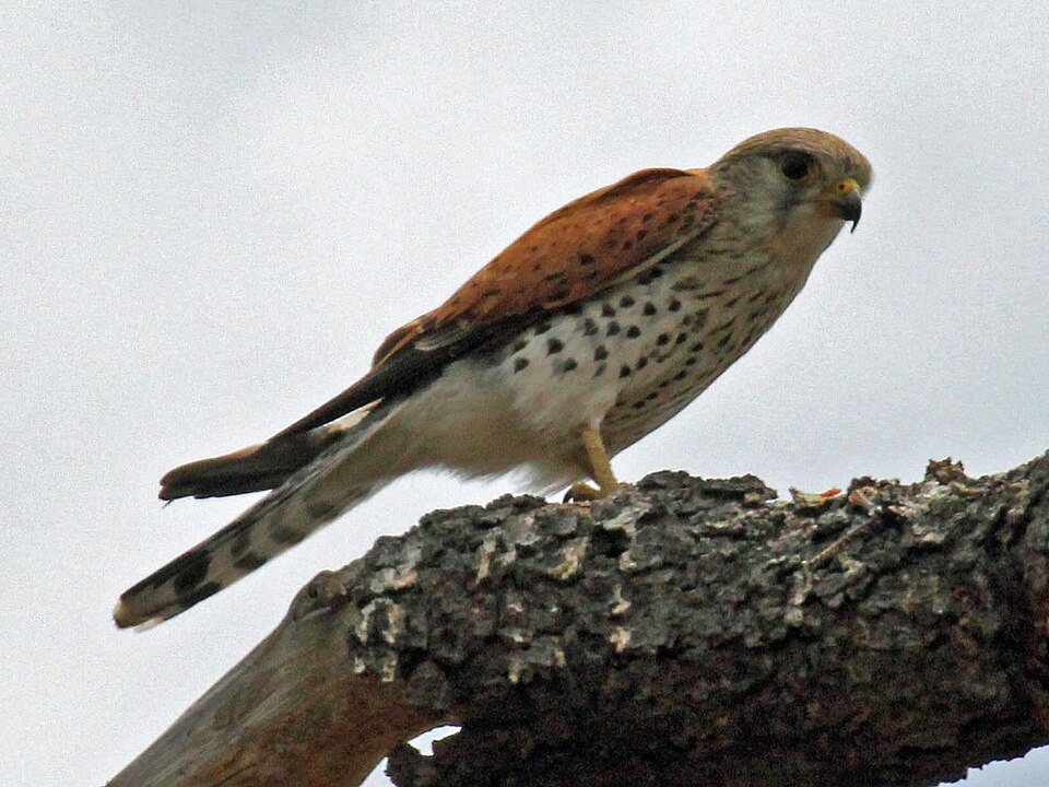 Malagasy Kestrel
