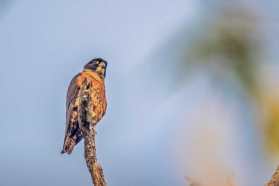Oriental Hobby