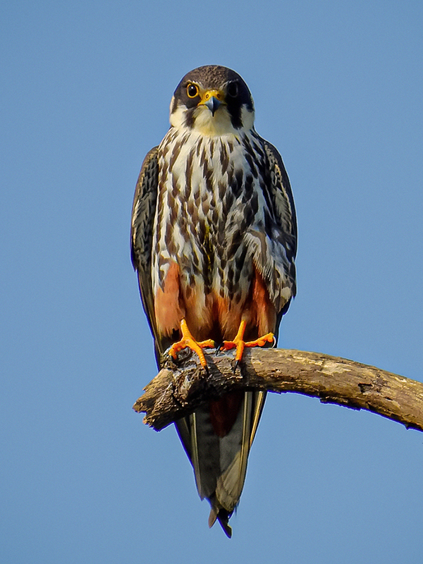 Eurasian Hobby