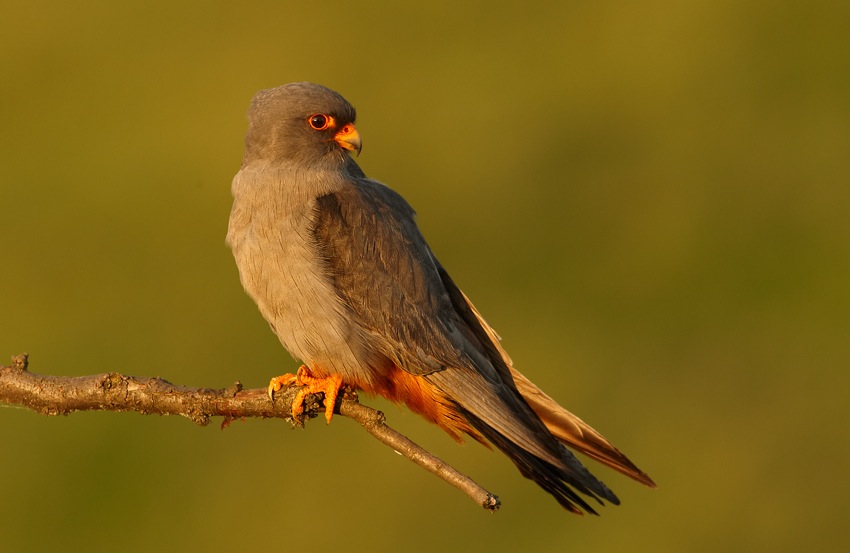 Red-footed Falcon