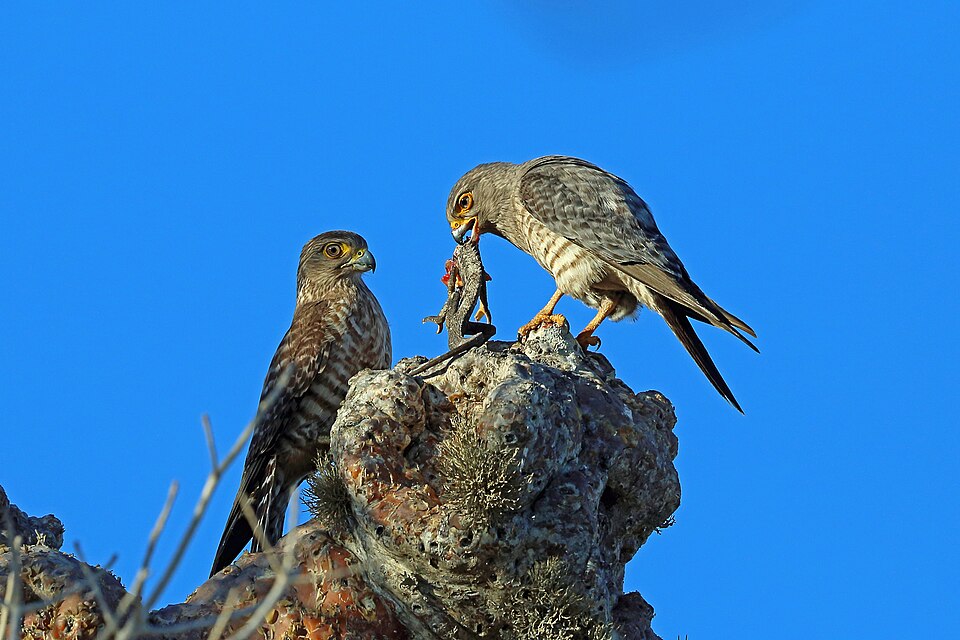 Banded Kestrel