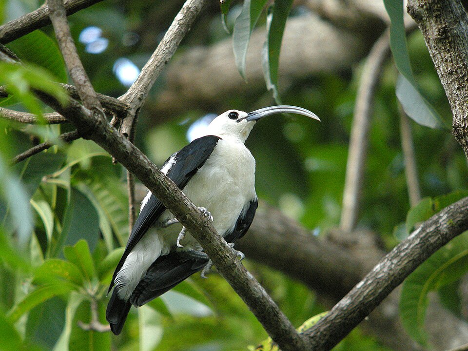 Sickle-billed Vanga